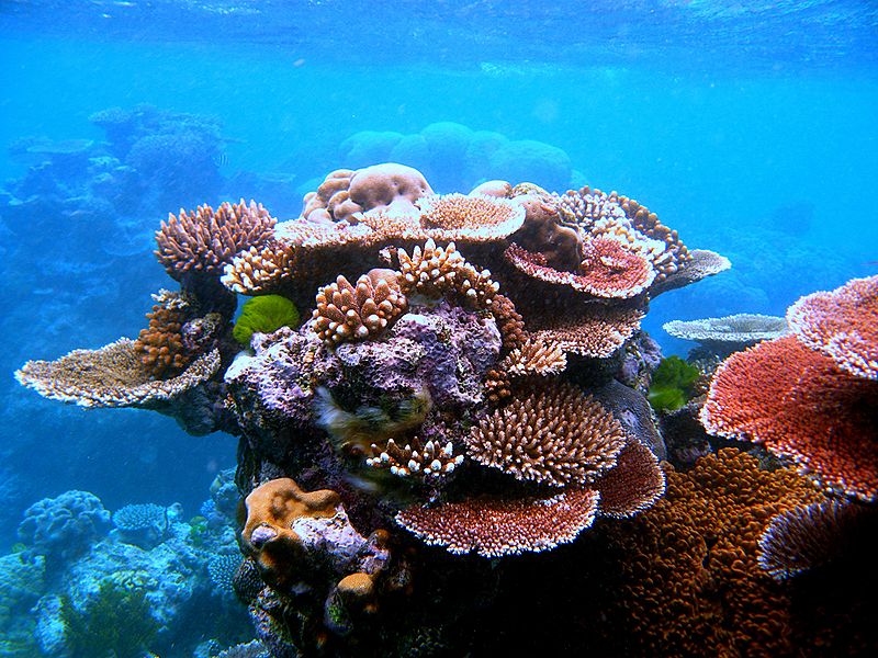 Great Barrier Reef corals (images)