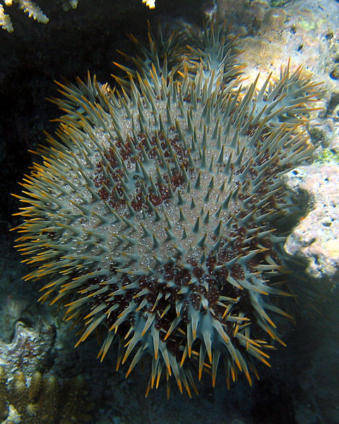 Crown of Thorns Starfish, Great Barrier Reef (image)