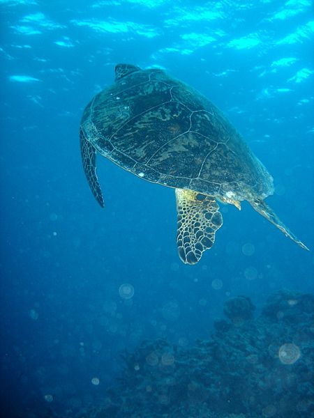 Green Sea Turtle on Great Barrier Reef (image)