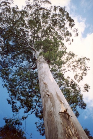 Eucalyptus deanei  (image)