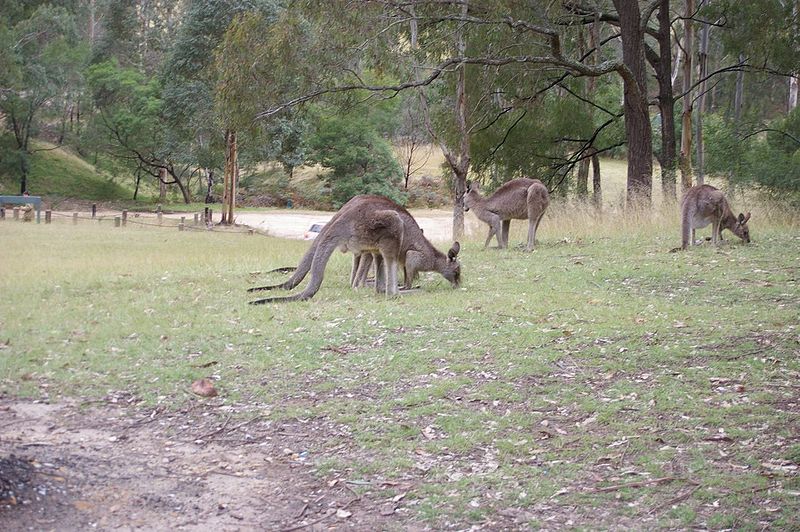 Kangaroos, Euroka, Blue Mountains National Park, Glenbrook NSW image
