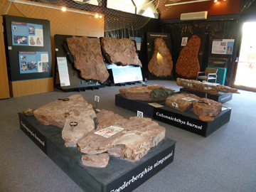 Fossil display room in The Age of Fishes Museum, Canowindra (image)