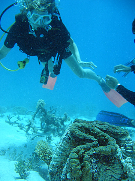 Diving, Great Barrier Reef (image)