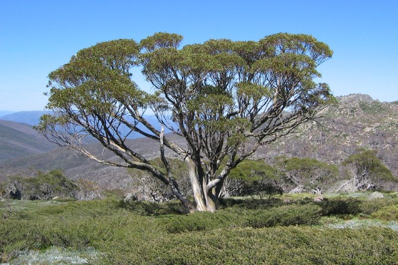 Snow Gum in Snowy Mountains, NSW (image)