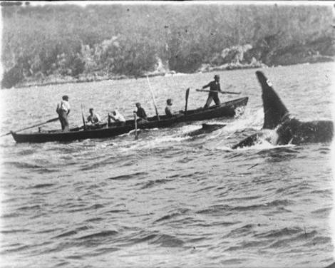 Old Tom, killer whale (image)