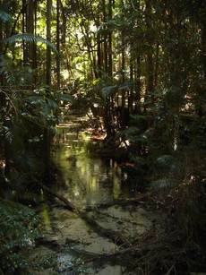 Eli Creek, Central Station, Fraser Island (image)