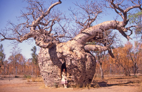 Boab Prison Tree, Derby, Kimberley region, Western Australia (image)