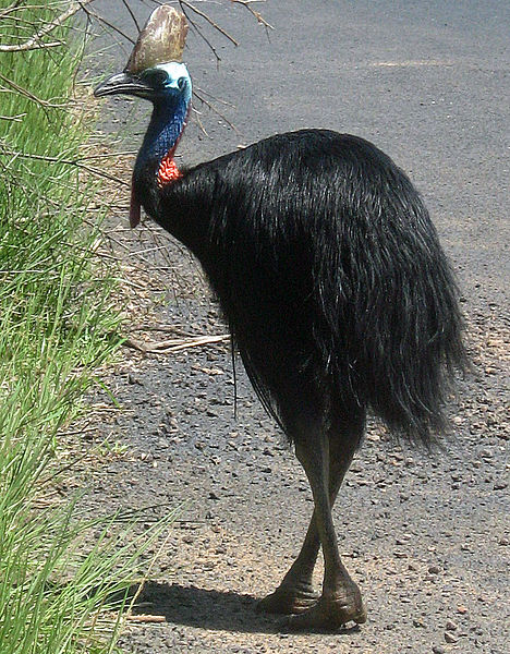 Cassowary at Mission Beach, QLD, Australia (image)