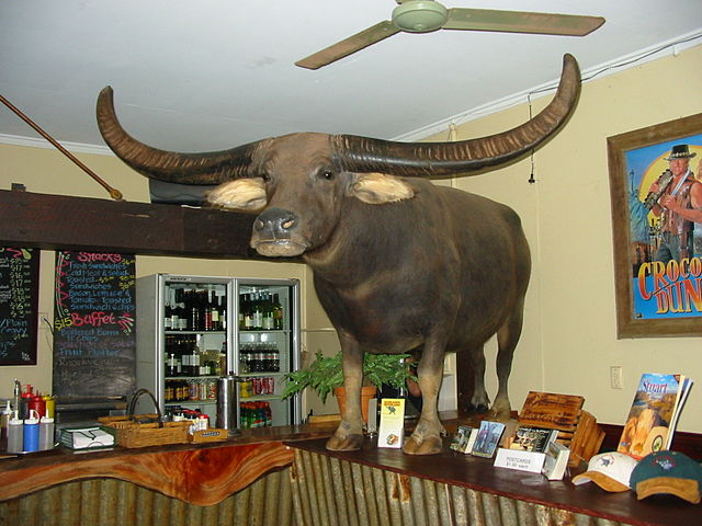 Charlie the Buffalo, Adelaide River Inn (image)