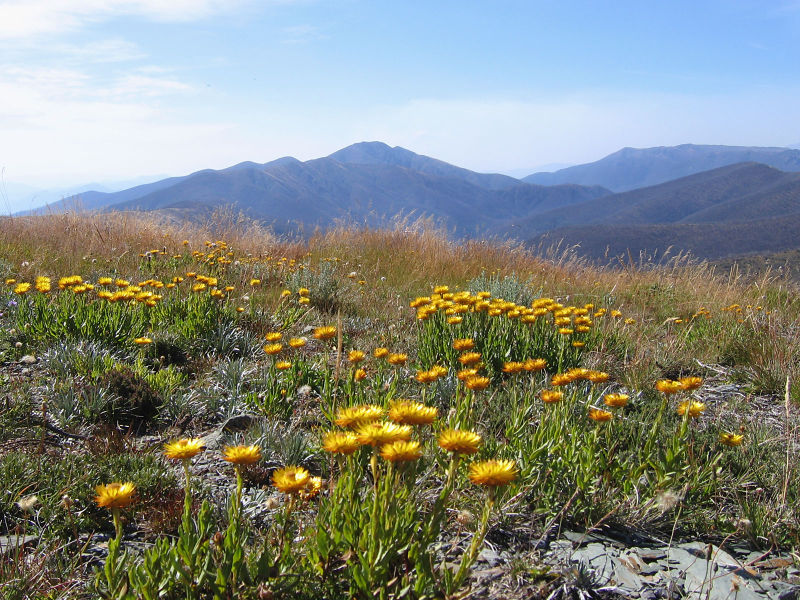 Mt Hotham and Mt Feathertop, Victorian Alps, Australia (image)