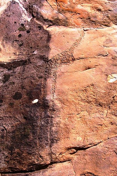 Petrogrlyph (rock carving) of a brolga, Mutawintji (image)