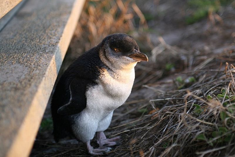 Fairy penguin (Little Penguin), Phillip Island, Victoria, Australia (image)
