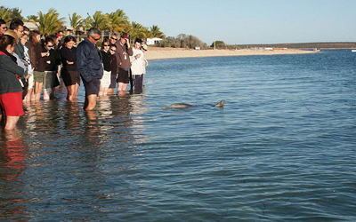 Monkey Mia - feeding the dolphins (image)