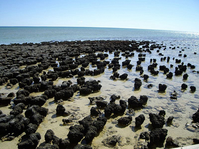 Stromatolites, Hamelin Pool, Shark Bay, WA (image)